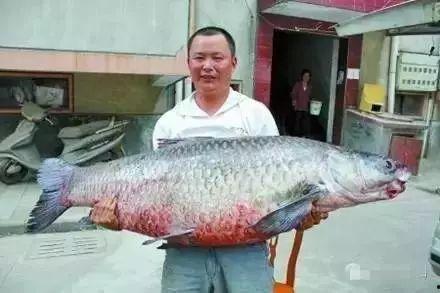 青鱼视频在线观看国产,青鱼视频带你领略国产影视魅力